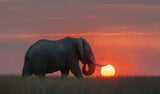 Elephant Rolling Fireball Poster och Canvastavla