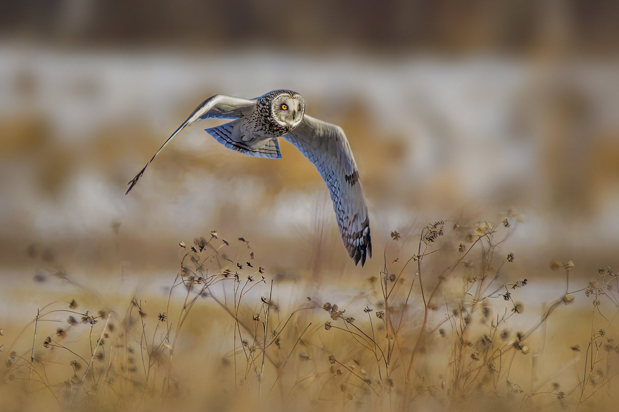 Short eared owl Poster och Canvastavla