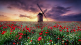 spring by the windmill Poster och Canvastavla