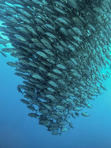 Schooling Jackfishes Poster och Canvastavla