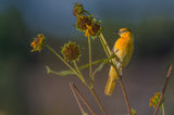 Bullock's oriole Poster och Canvastavla