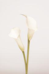 White Calla Lily No 1 Poster och Canvastavla