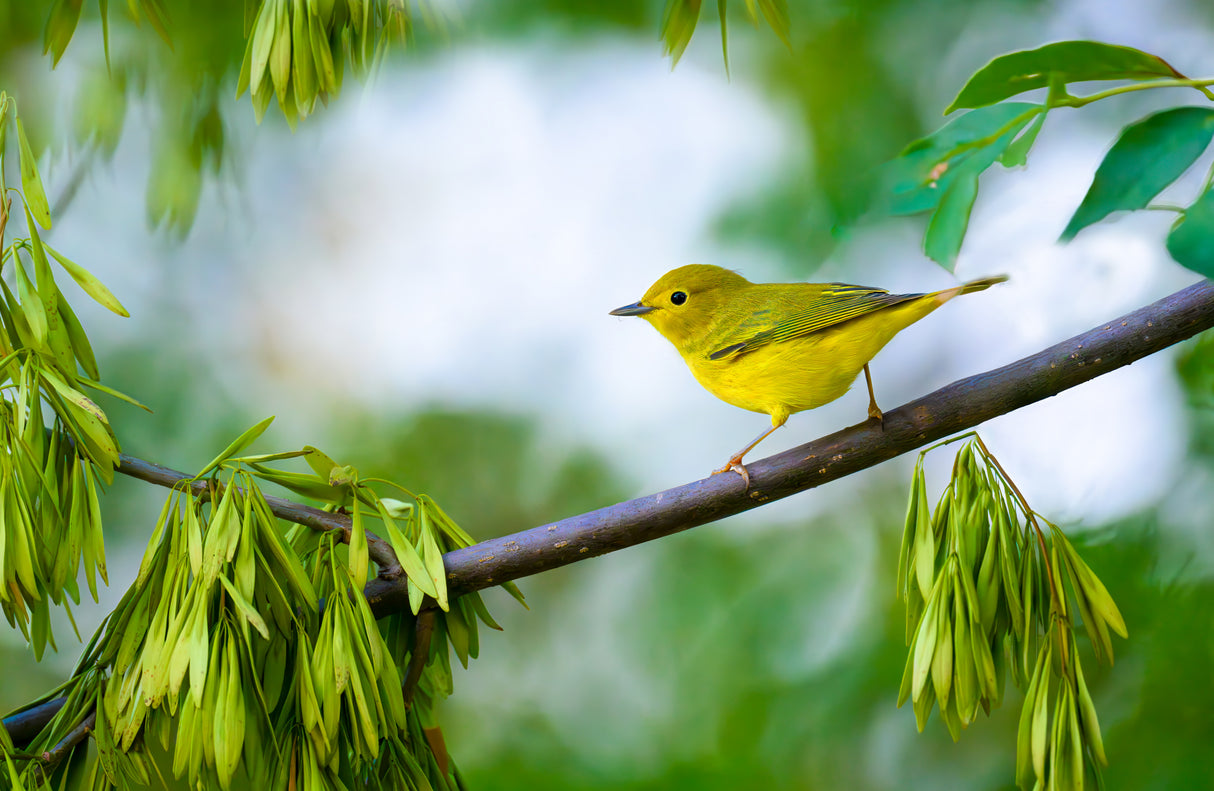 Yellow Warbler Poster och Canvastavla
