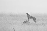 Cheetah Manning it's territory Poster och Canvastavla