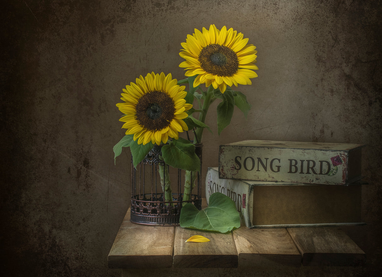 Sunflower Poster och Canvastavla