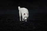 Dogs of Iceland Poster och Canvastavla