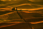 Sunlight over golden hills Poster och Canvastavla