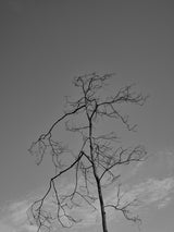 a burned tree and sky Poster och Canvastavla