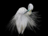 Great Egret Poster och Canvastavla
