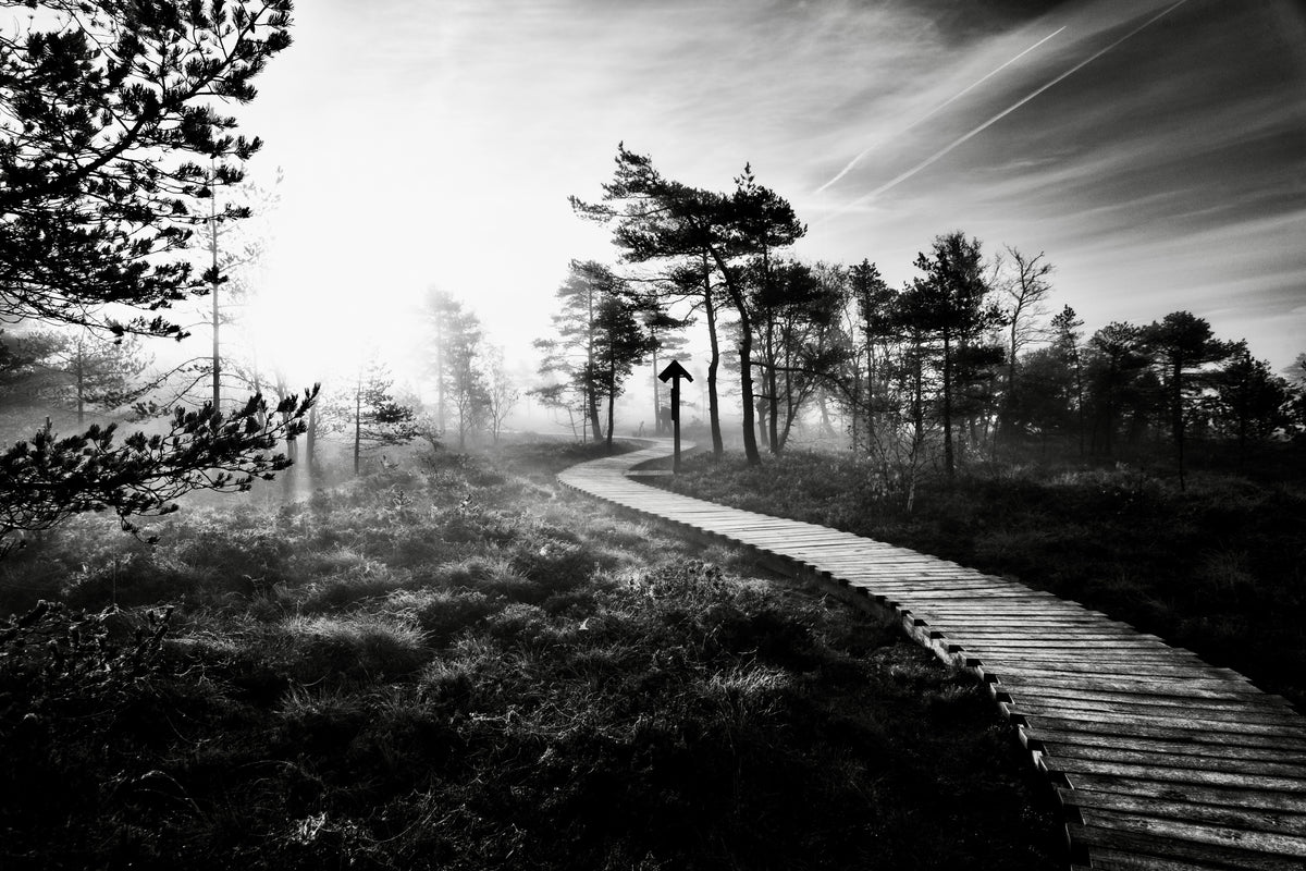 Black Autumn Poster och Canvastavla