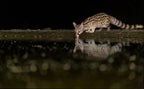 Civet cat at night Poster och Canvastavla