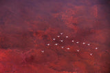 Red land (1) Poster och Canvastavla
