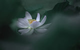 Lotus 1 Poster och Canvastavla