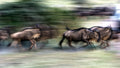 Great migration Poster och Canvastavla