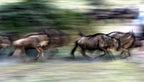 Great migration Poster och Canvastavla