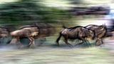 Great migration Poster och Canvastavla