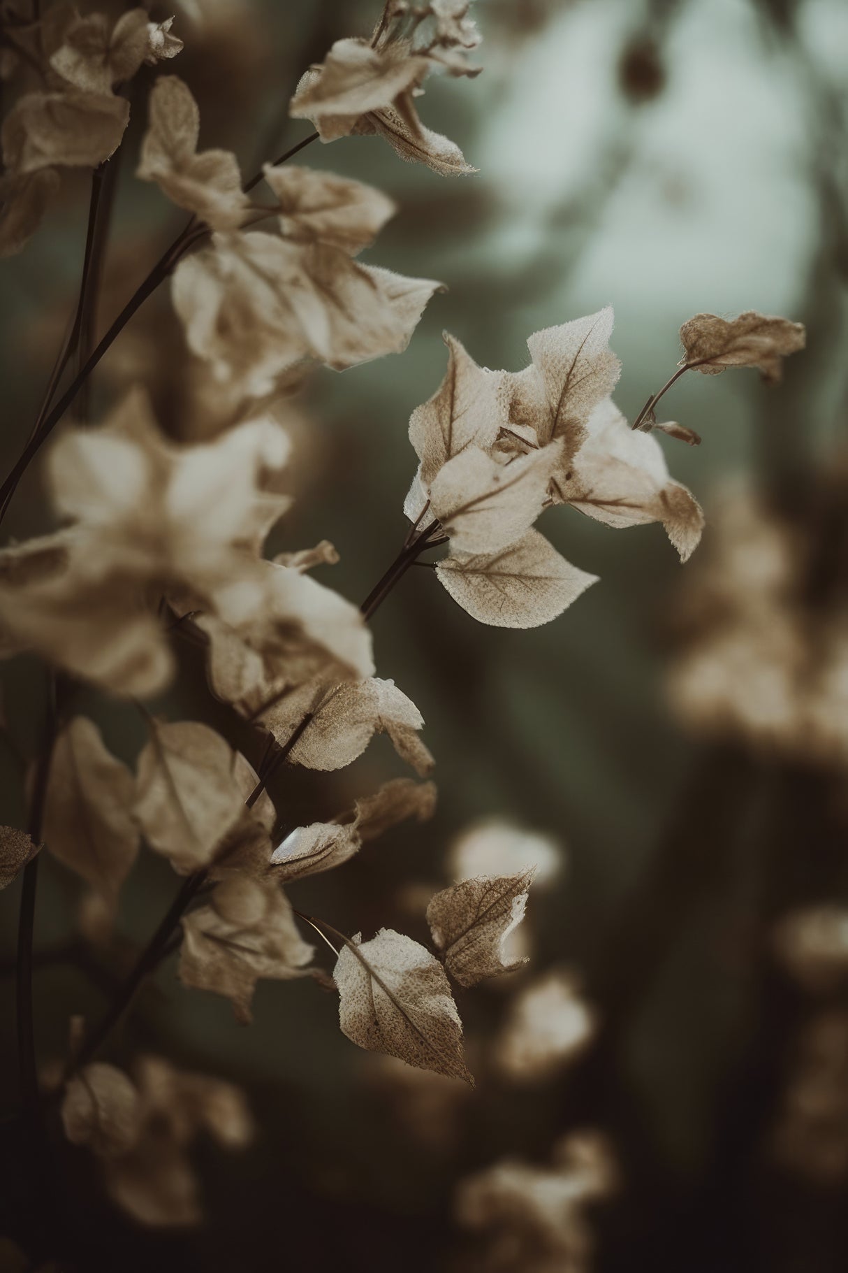 Low Light Nature No 2 Poster och Canvastavla