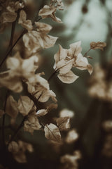 Low Light Nature No 2 Poster och Canvastavla