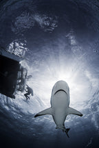 Reefs from the Sun Poster och Canvastavla