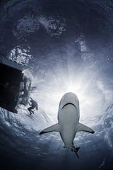 Reefs from the Sun Poster och Canvastavla