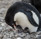 Tender Moment - Adélie Penguin Poster och Canvastavla