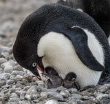 Tender Moment - Adélie Penguin Poster och Canvastavla