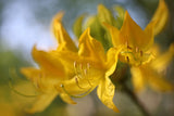 Pontische azalea Poster och Canvastavla