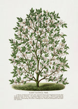 Hardy Magnolia Tree Lithograph Poster och Canvastavla