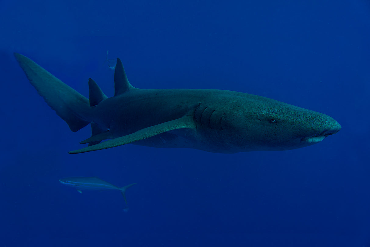 Nurse Shark Poster och Canvastavla