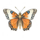 Butterfly 47 Poster och Canvastavla