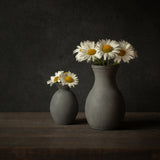 Daisies Poster och Canvastavla