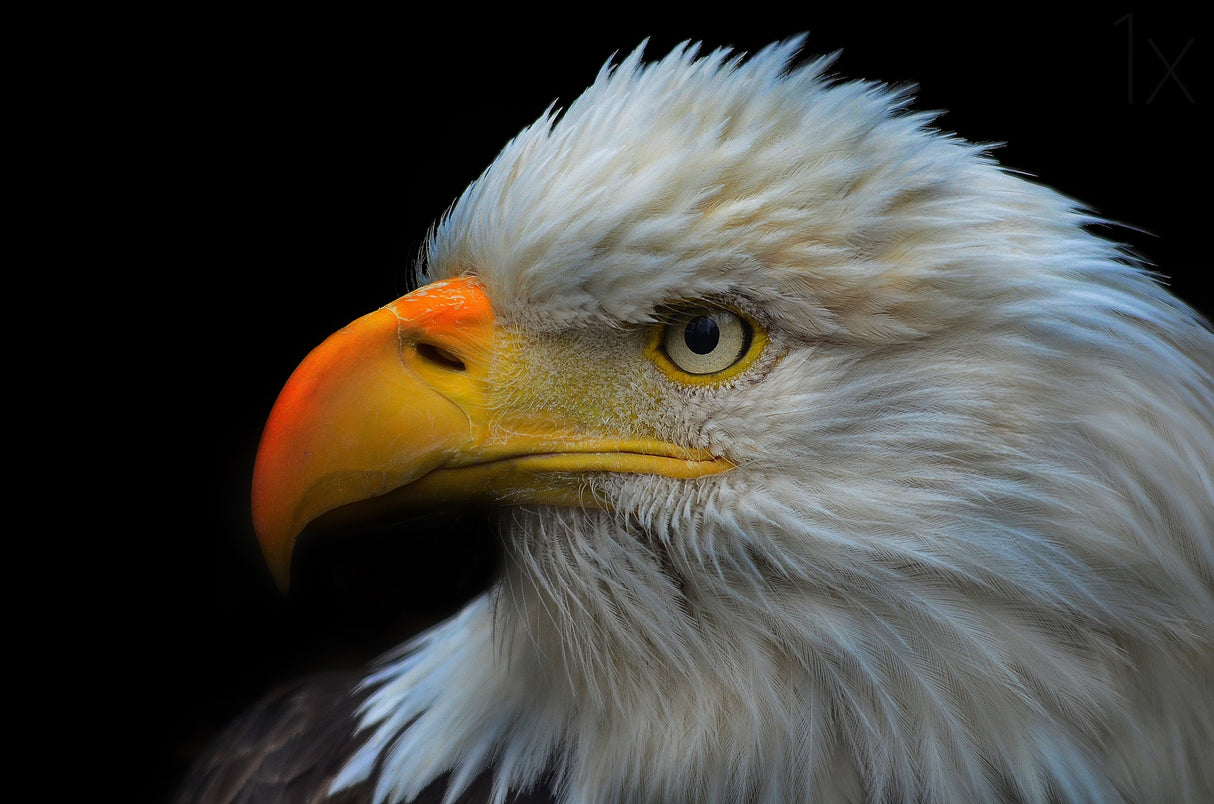 Bald Eagle Portrait Poster och Canvastavla