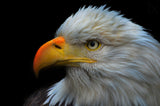 Bald Eagle Portrait Poster och Canvastavla