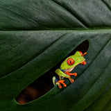 A Red-eyed Tree Frog Poster och Canvastavla