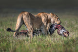 Lioness with prey Poster och Canvastavla