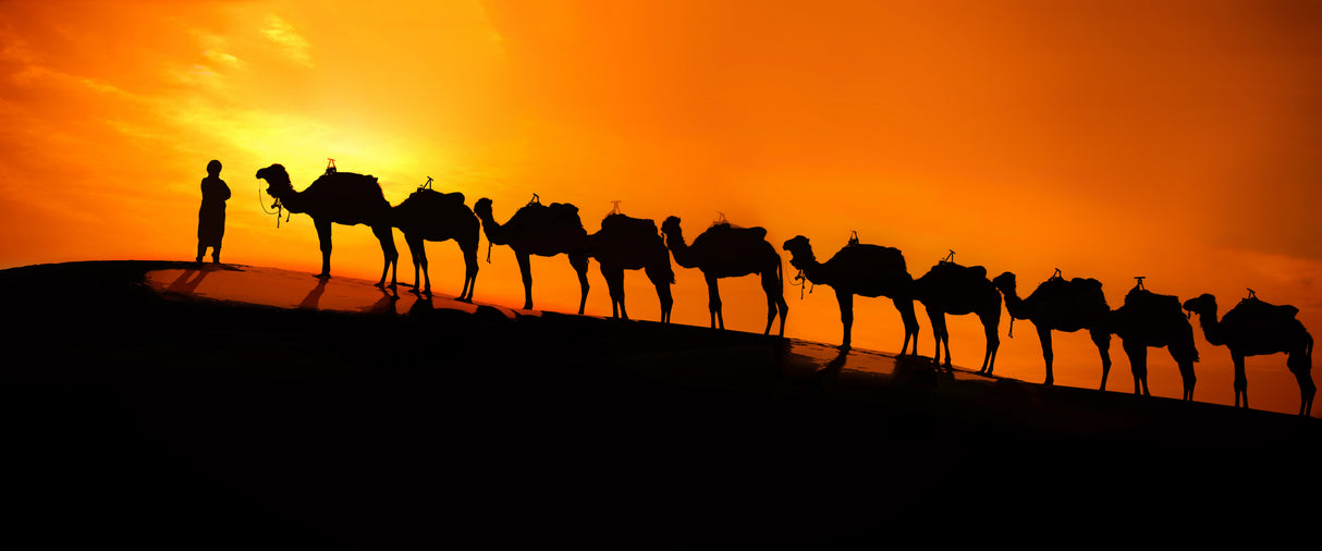 Camel on the desert  sunset Poster och Canvastavla