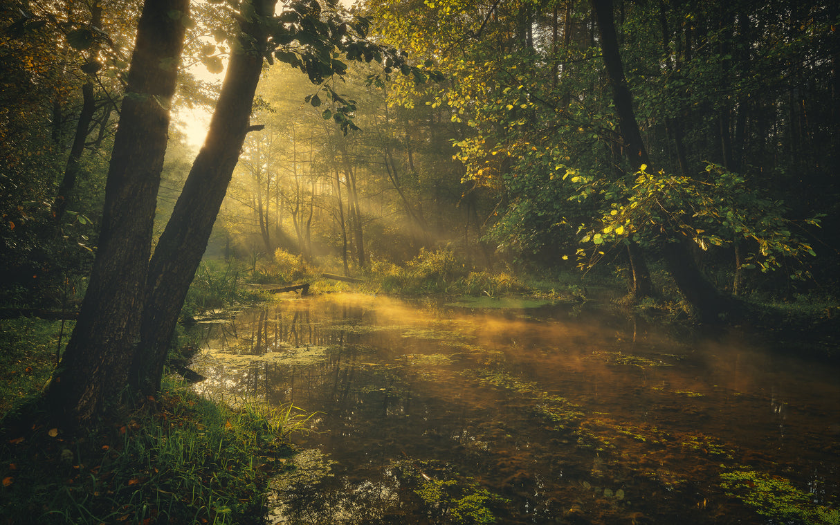 Deep in the forest Poster och Canvastavla