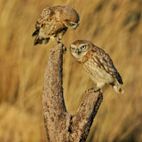 Little Owl Poster och Canvastavla