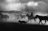 Free horses Poster och Canvastavla