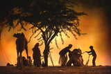 Camel vendors Poster och Canvastavla