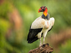King vulture Poster och Canvastavla