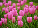 Pink Tulips Poster och Canvastavla