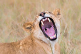 How's My Teeth Poster och Canvastavla
