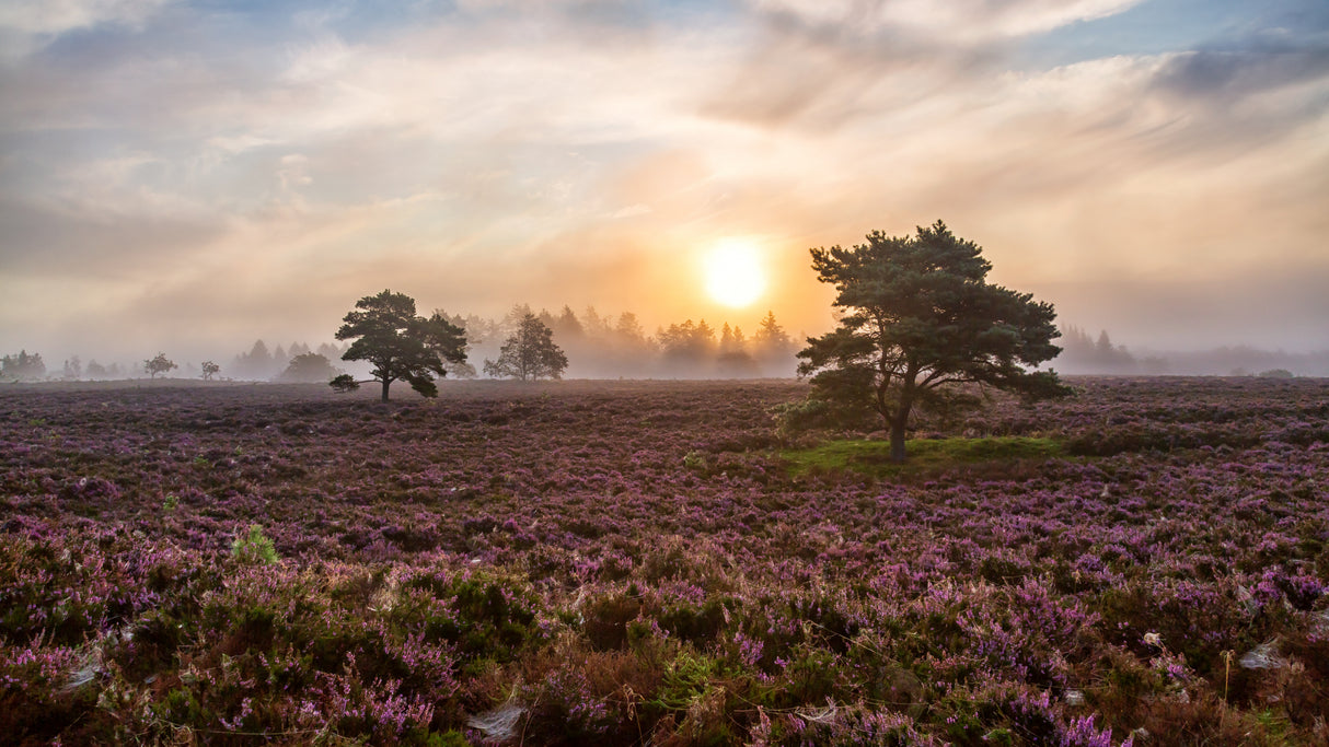 Trees on the heath. Poster och Canvastavla
