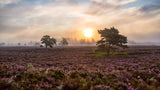Trees on the heath. Poster och Canvastavla