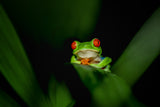 Red-eye tree frog Poster och Canvastavla