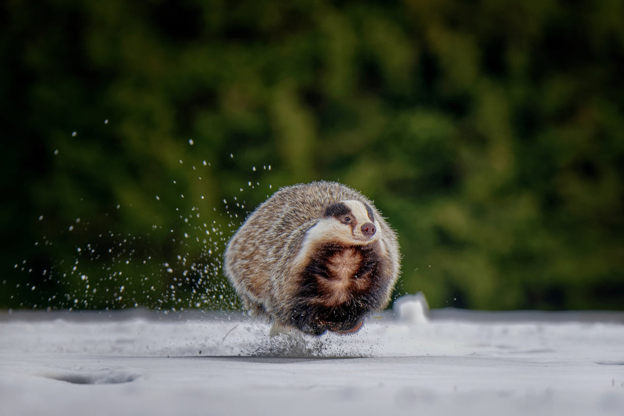 Flying badger Poster och Canvastavla