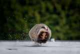 Flying badger Poster och Canvastavla