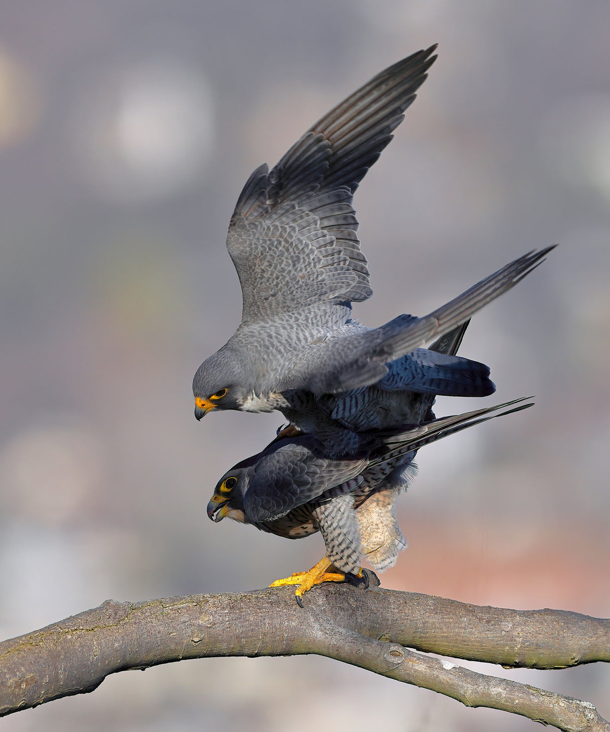Peregrine Falcon Poster och Canvastavla