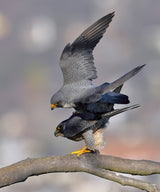 Peregrine Falcon Poster och Canvastavla